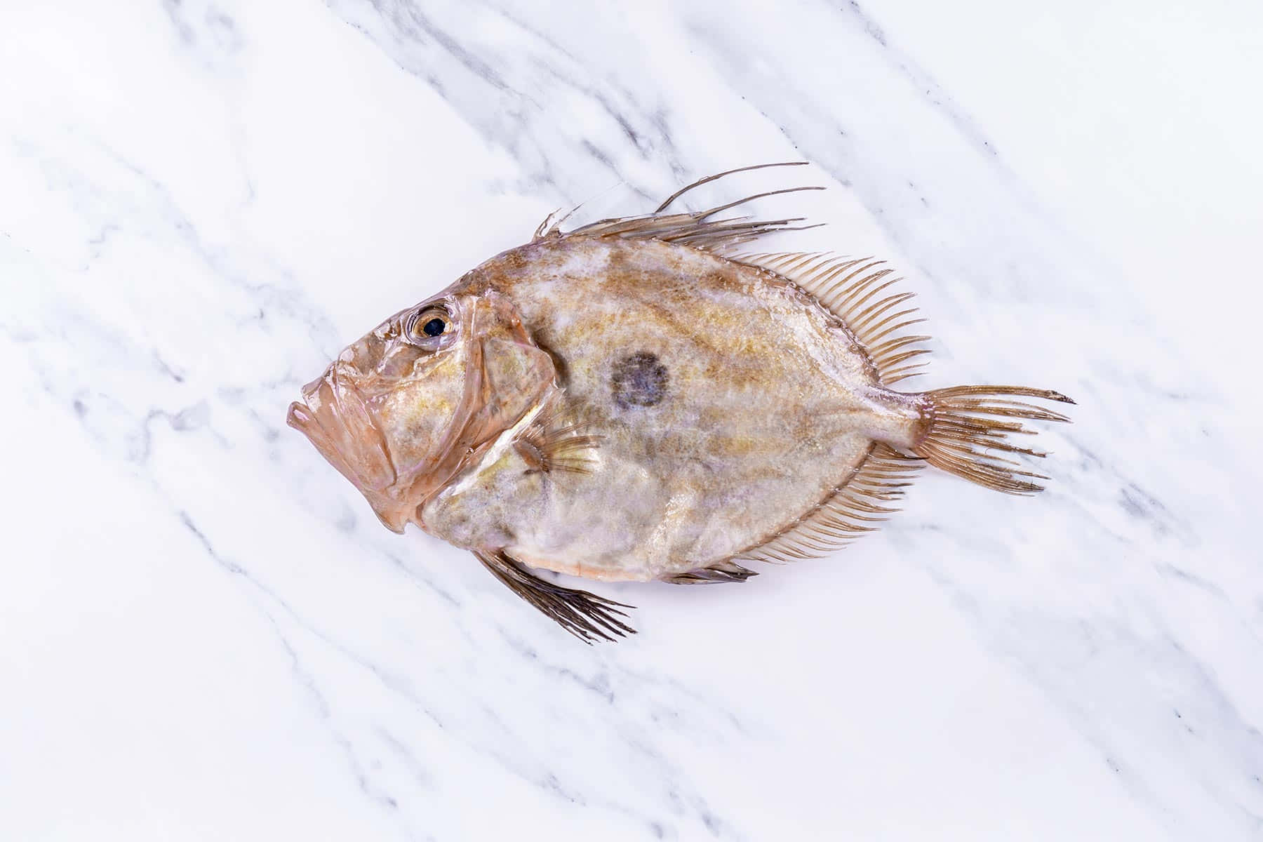 John Dory Fishon Marble Background Wallpaper