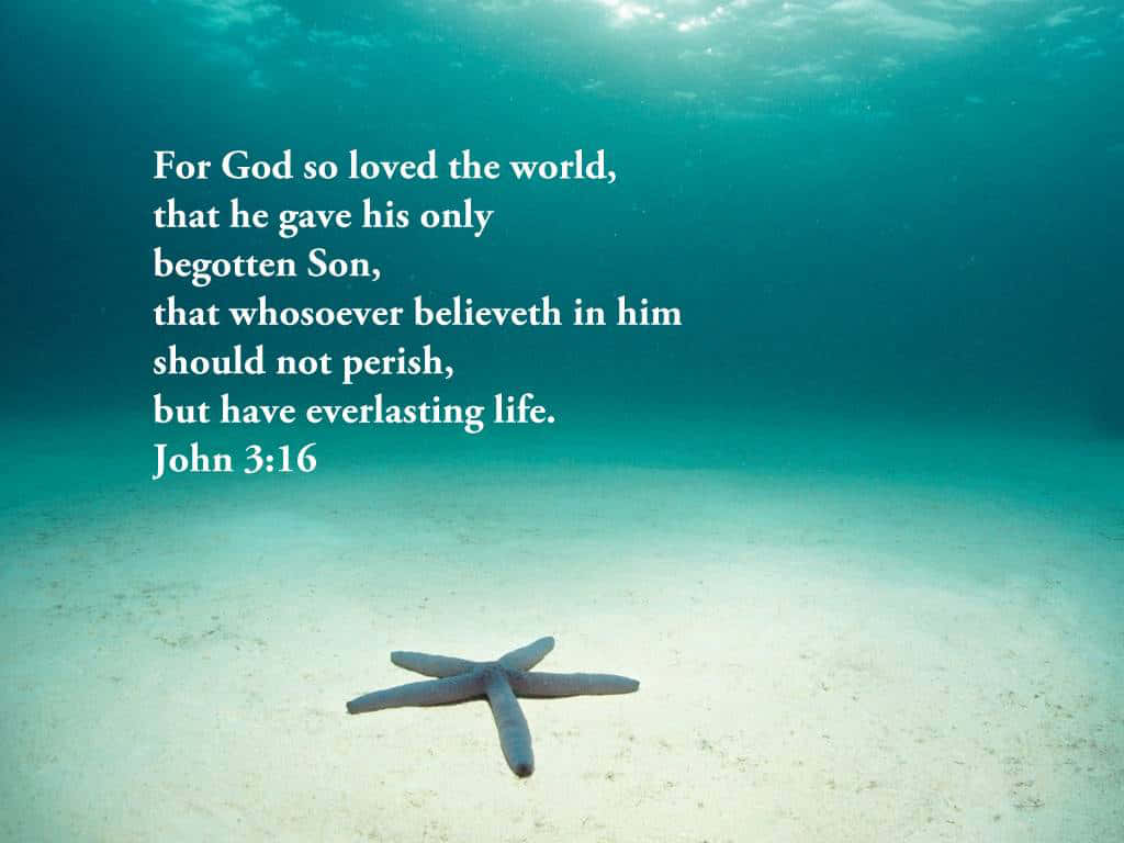 John316 Starfish Underwater Wallpaper