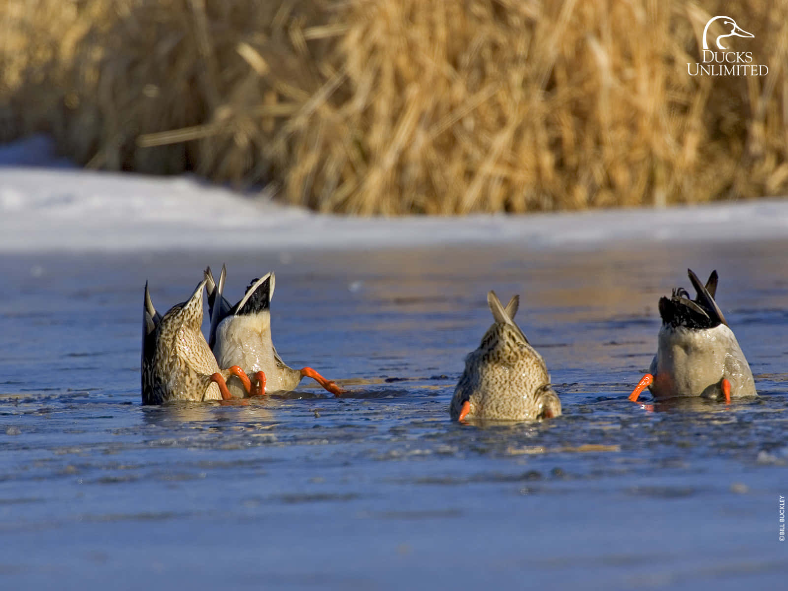 Join The Adventure: Duck Hunting Wallpaper