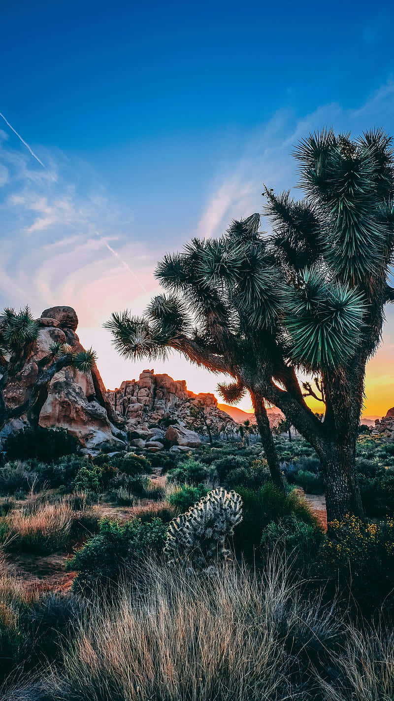 Joshua Tree National Park Sunset Wallpaper