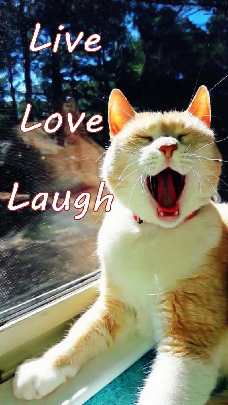 Joyful Cat Laughing Window Sill Wallpaper