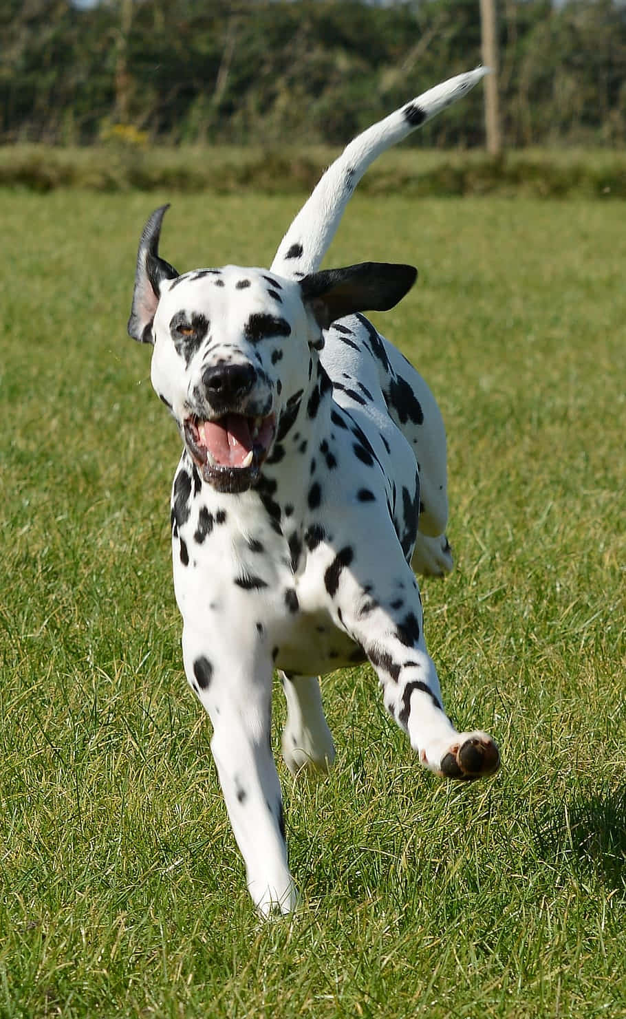 Joyful Dalmatian Running Grass Wallpaper