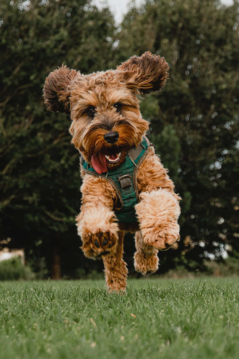 Joyful Dog Mid Jump Green Field Wallpaper