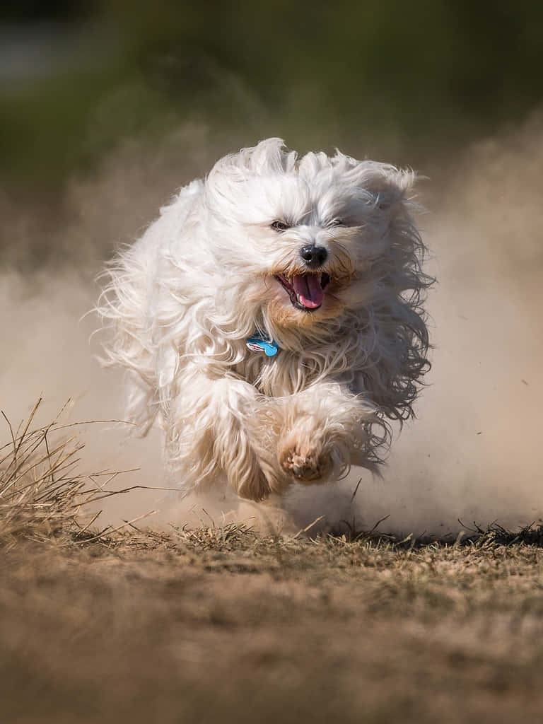 Joyful Fluffy Dogin Motion Wallpaper