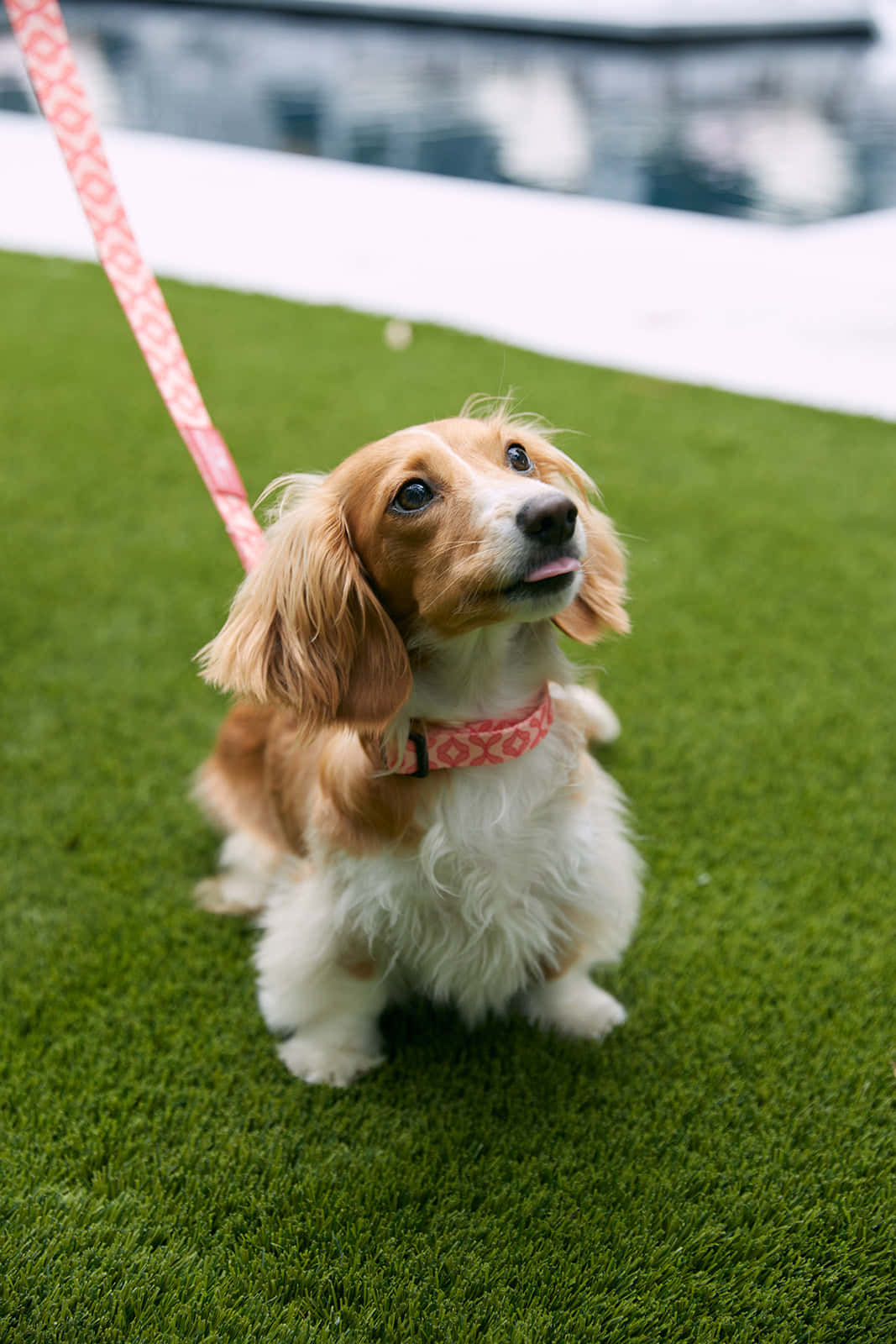 Joyful Moment With A Playful Dog Wallpaper