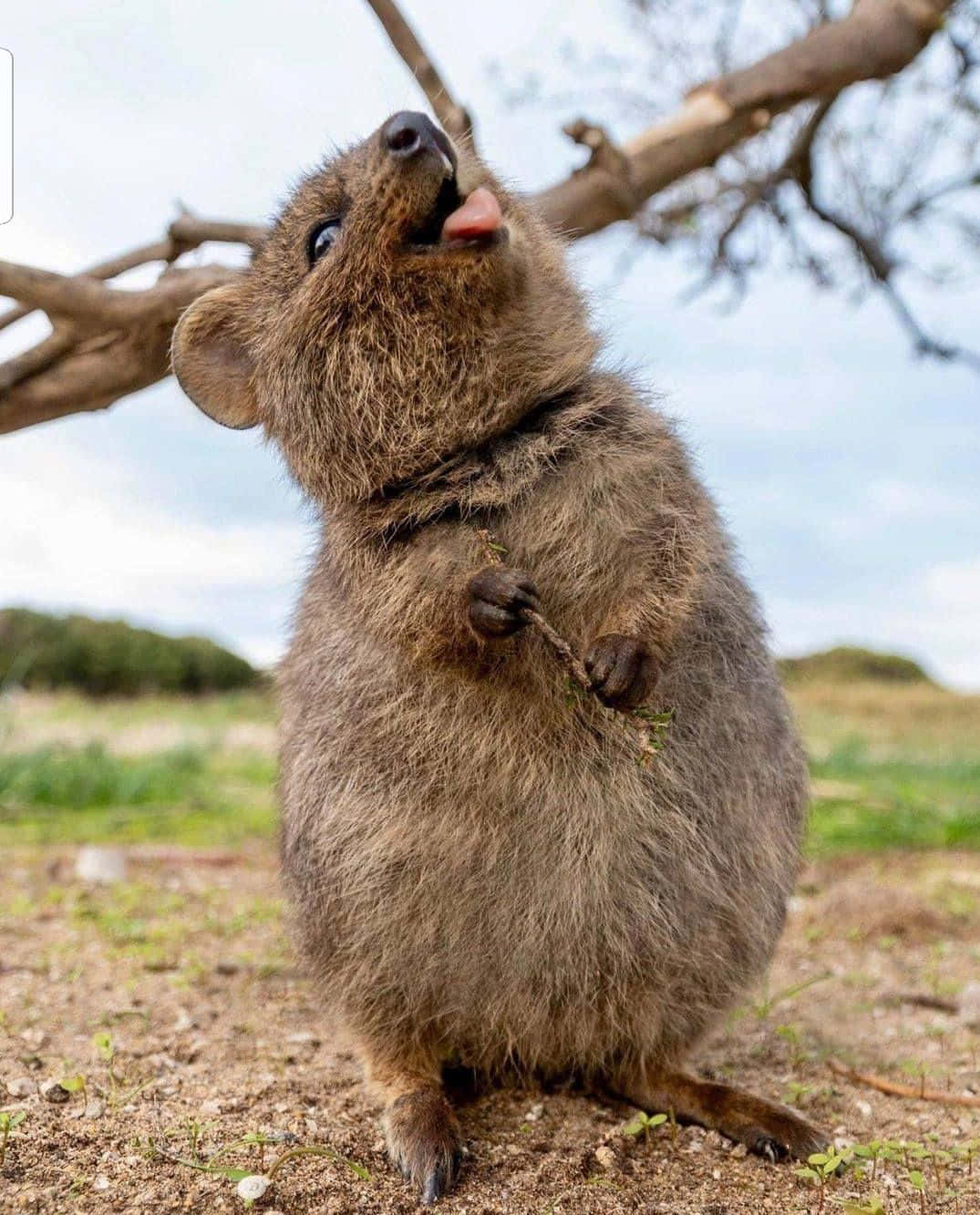 Joyful Quokka Standing Wallpaper