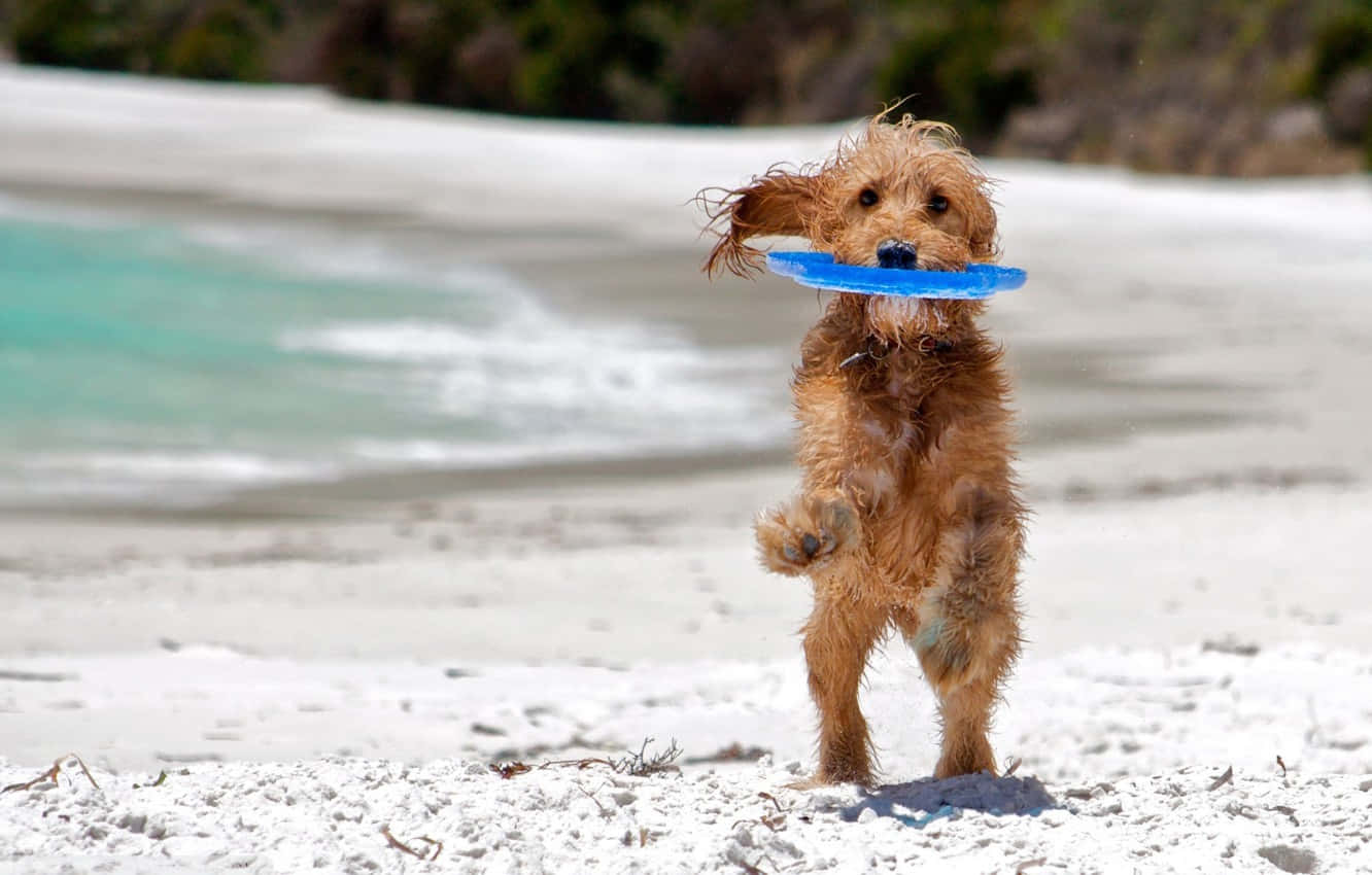 Jubilant Beach Dog Enjoying The Sun Wallpaper