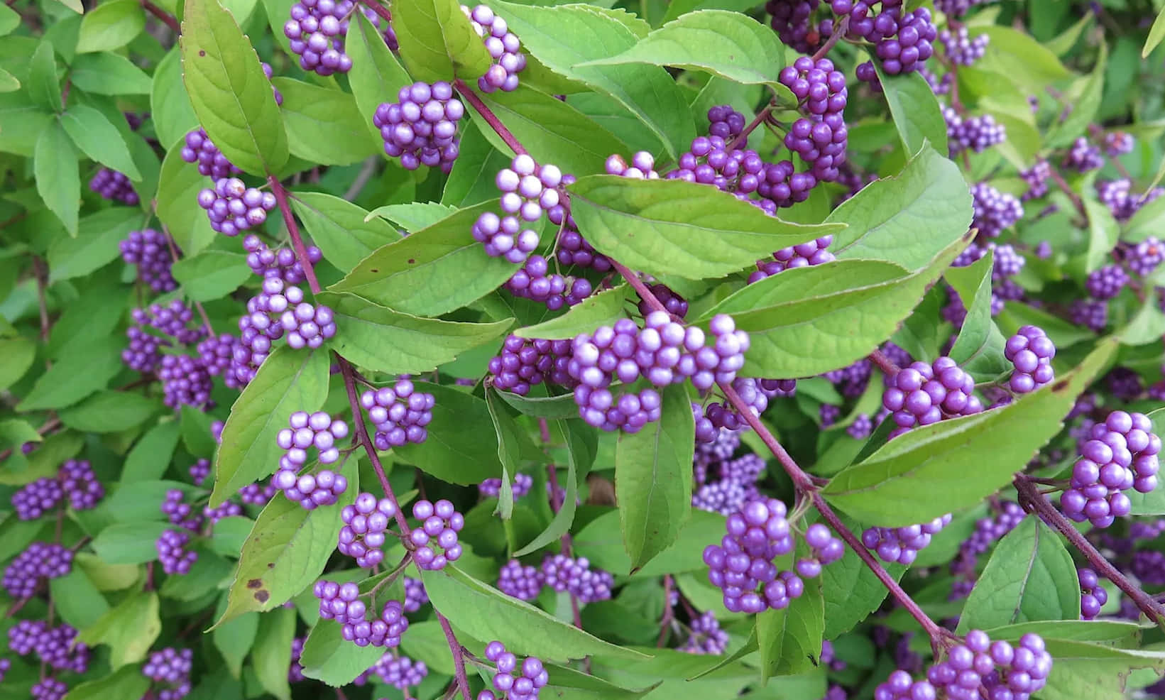 Juicy And Sweet Purple Berries Wallpaper