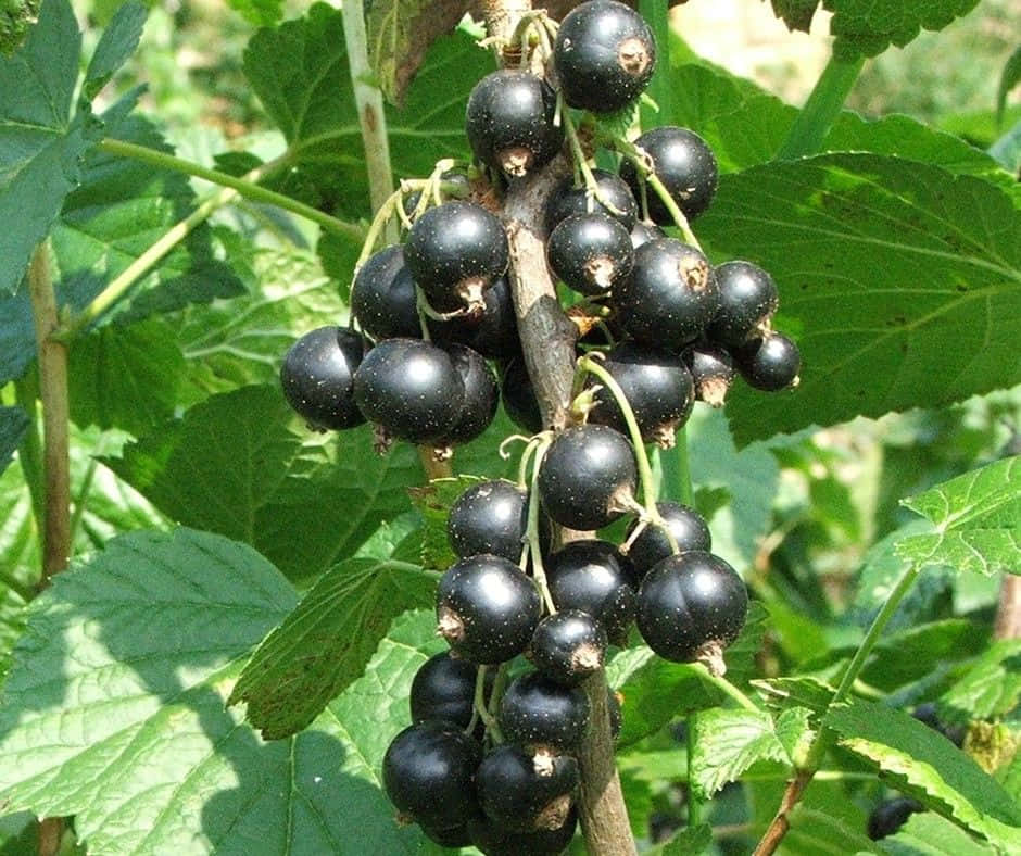 Juicy Black Currants Wallpaper