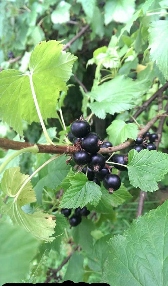 Juicy Black Currants Wallpaper