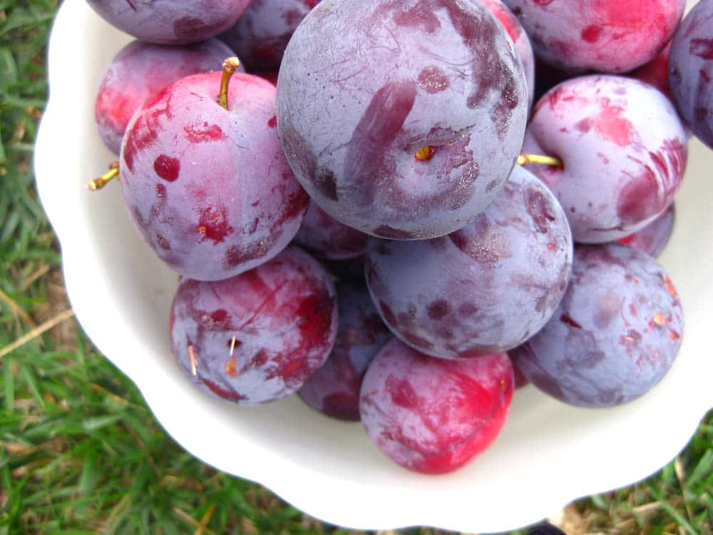 Juicy Purple Plums Ready For Harvest Wallpaper