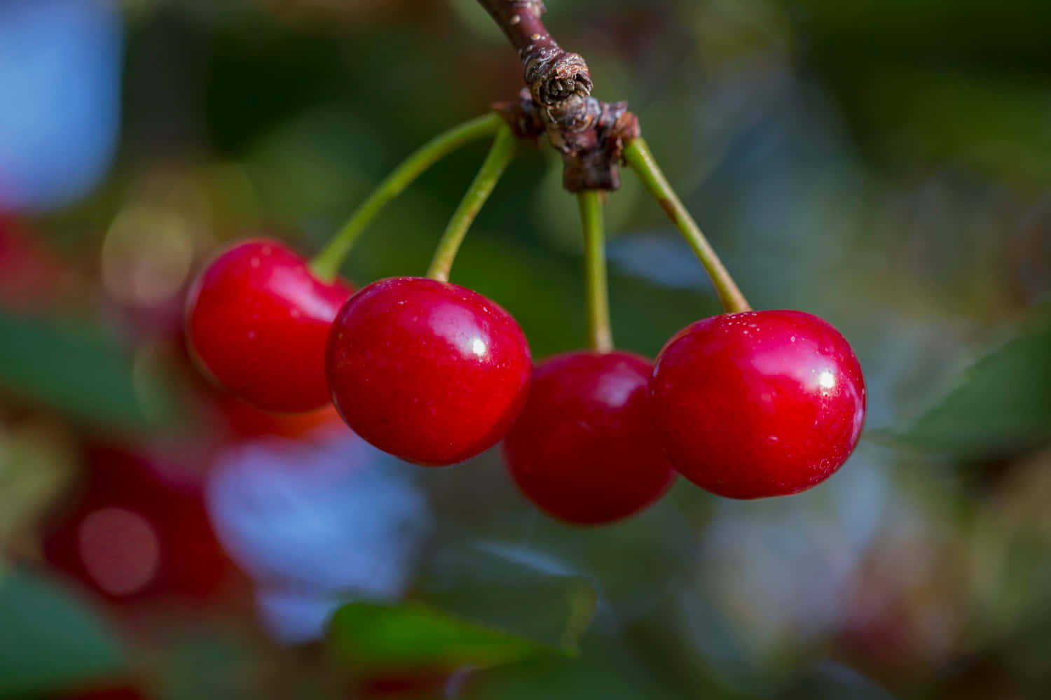 Juicy Red Cherries On A Tree Branch Wallpaper