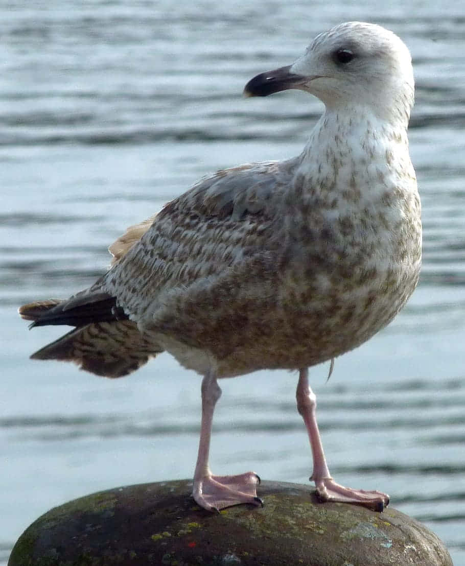 Juvenile Seagull Standingon Rock Wallpaper