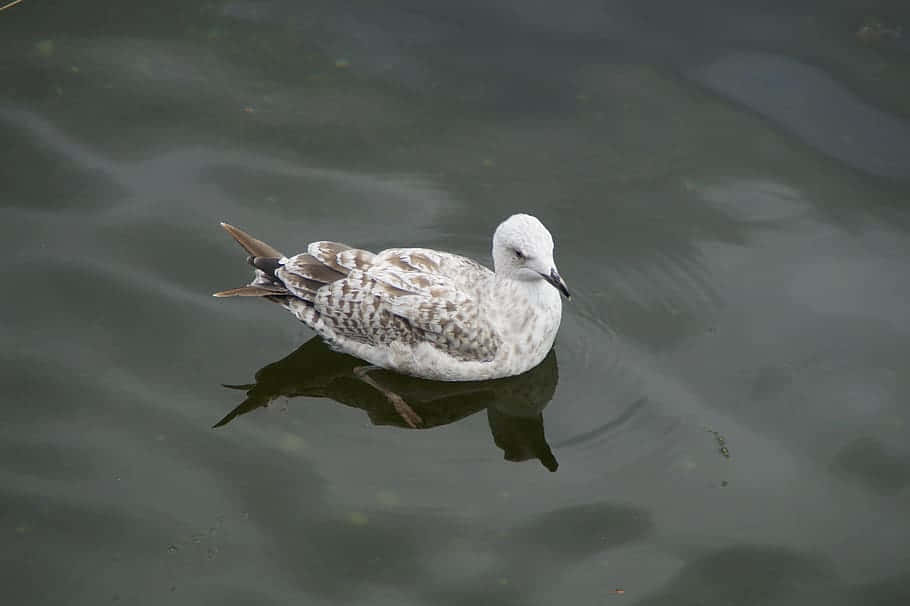 Juvenile Seagullon Water Wallpaper