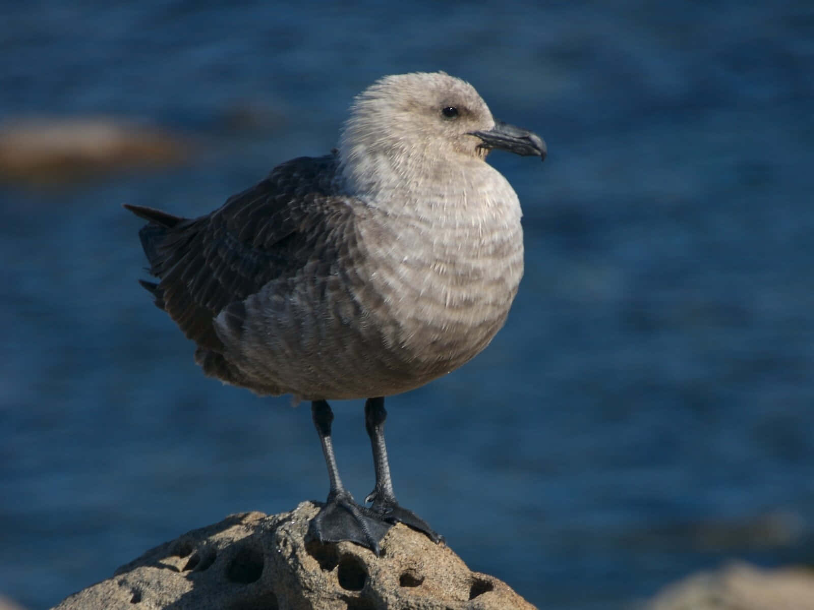 Juvenile Skua Seaside Perch Wallpaper