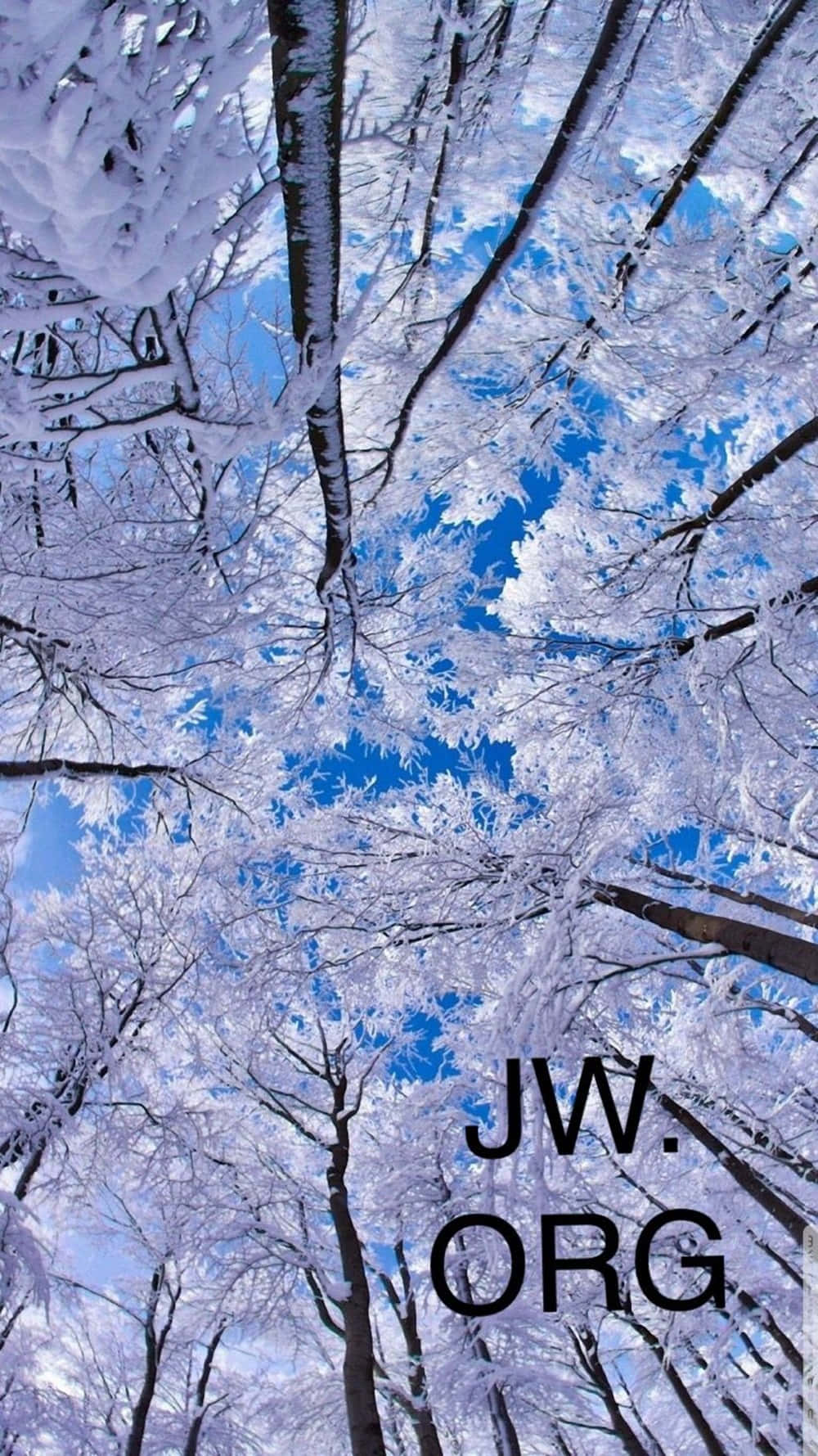 Jworg Logo On Snow Pine Trees Wallpaper