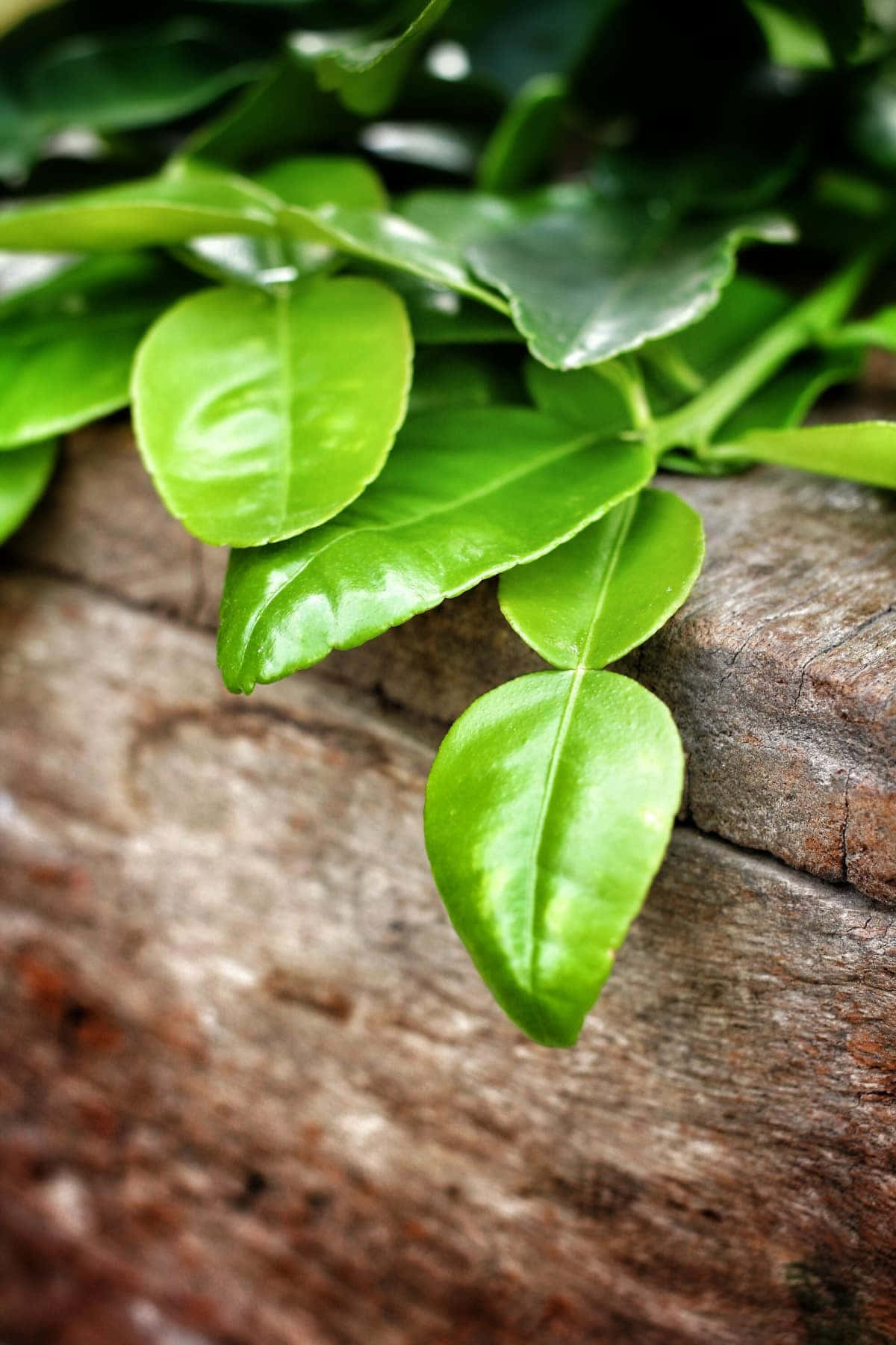 Kaffir Lime Fruit Green Leaves Wallpaper