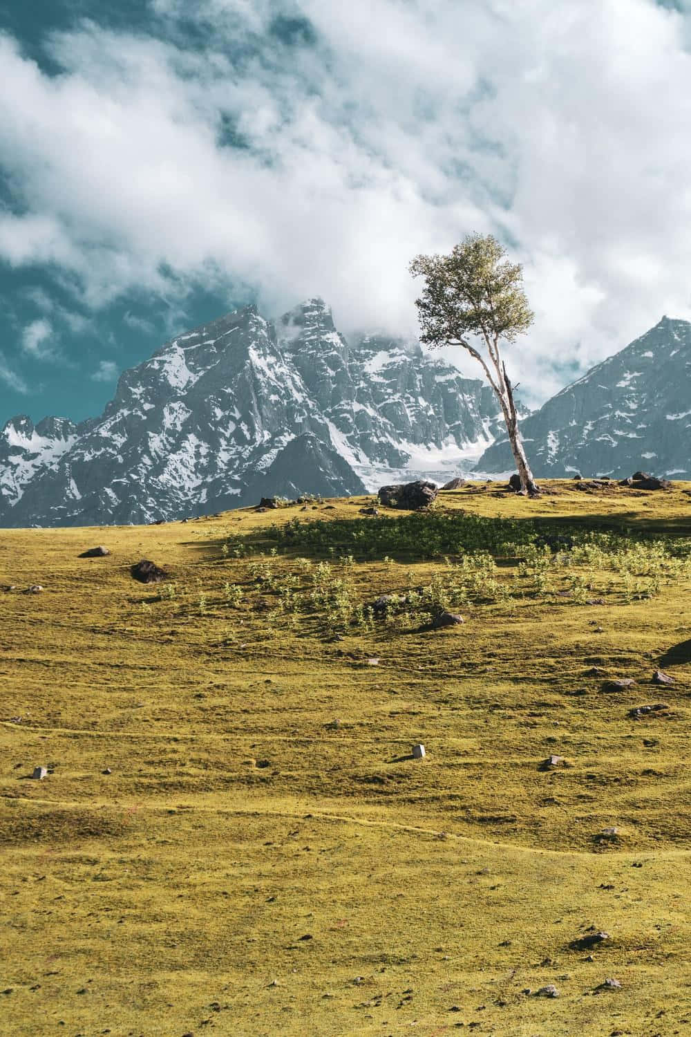 Kashmir_ Meadow_and_ Snowy_ Mountains Wallpaper