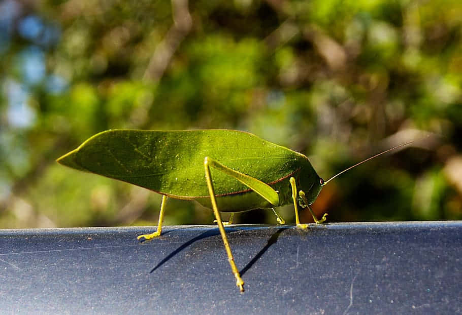 Katydid Camouflagedas Leaf Wallpaper