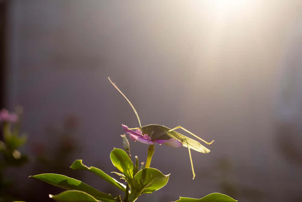 Katydidon Flowerat Sunset Wallpaper