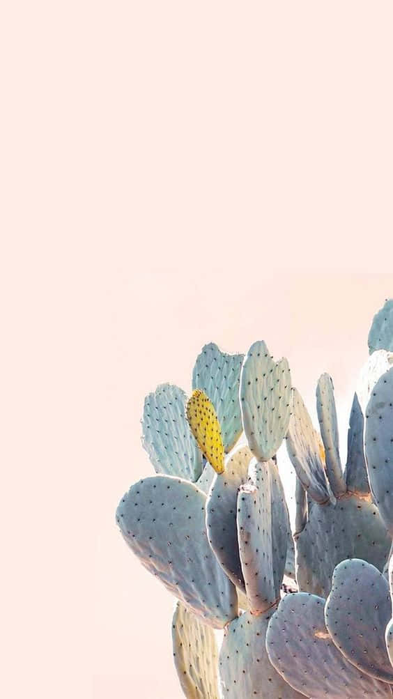 Keep Your Treasured Memories Close With This Beautiful Cactus-patterned Iphone Case. Wallpaper