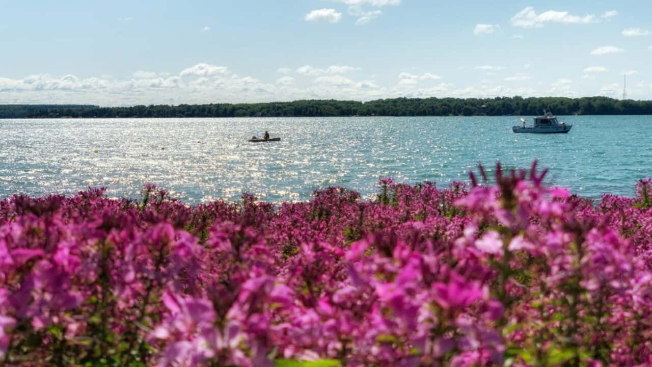 Kempenfelt Bay Boating Floral Foreground Wallpaper