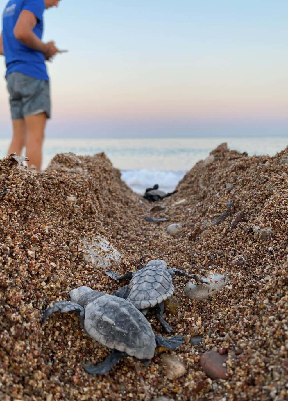 Kemps Ridley Hatchlings Beach Journey Wallpaper