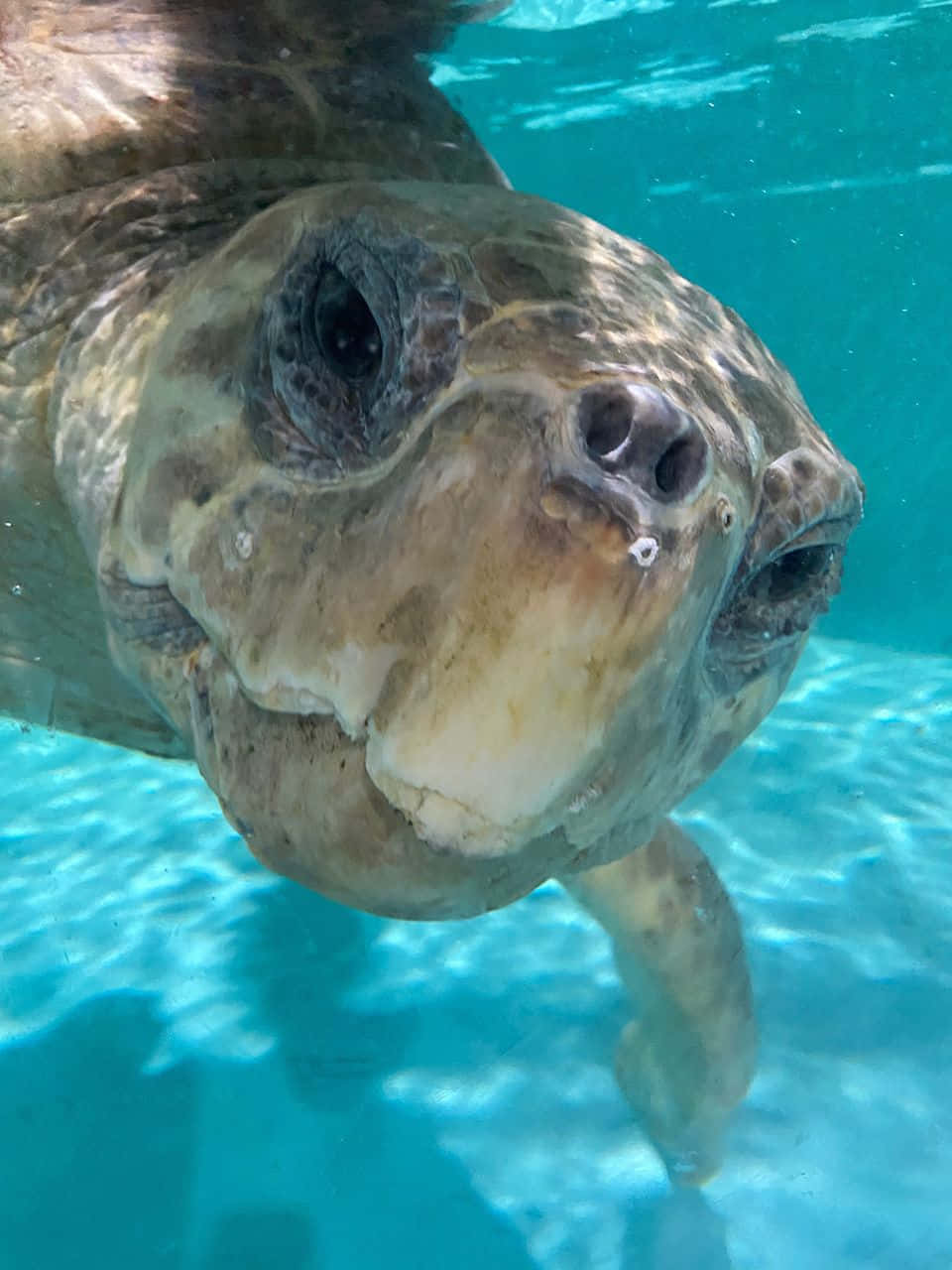 Kemps Ridley Sea Turtle Close Up Wallpaper