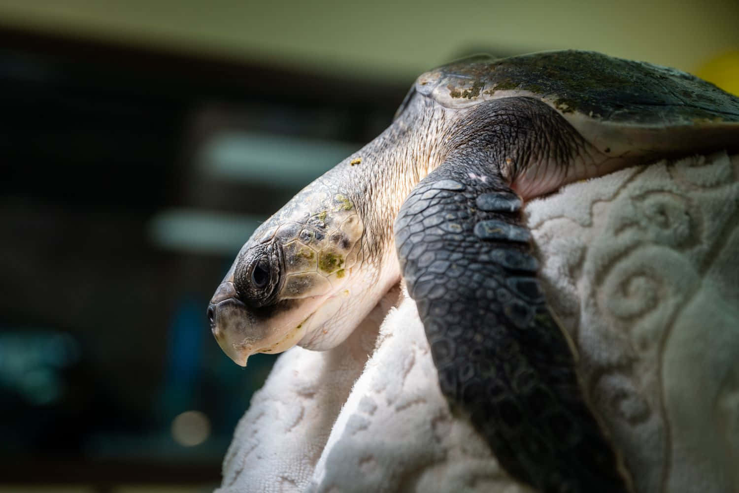 Kemps Ridley Sea Turtle Close Up Wallpaper