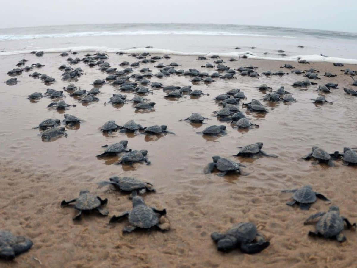 Kemps Ridley Sea Turtle Hatchlings Beach Journey Wallpaper