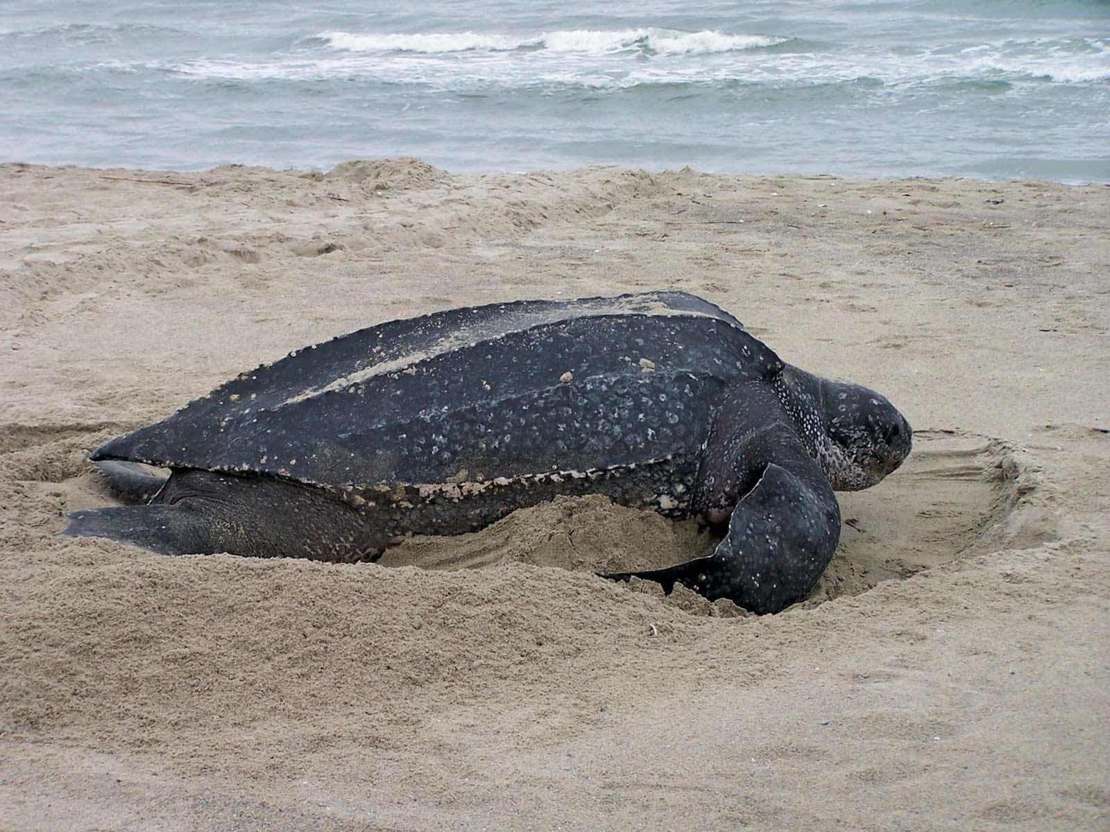 Kemps Ridley Sea Turtle Nesting Wallpaper