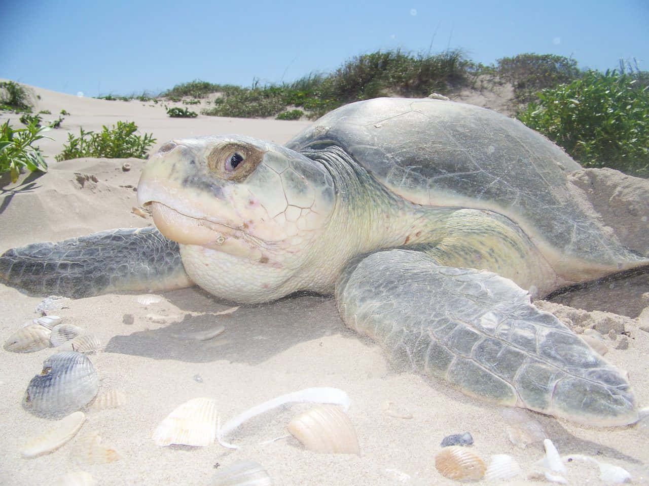 Kemps Ridley Sea Turtle On Sand Wallpaper