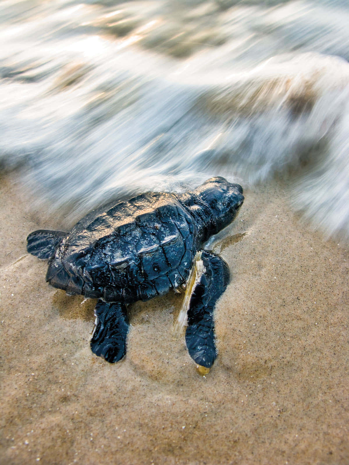 Kemps Ridley Sea Turtle Returningto Sea Wallpaper