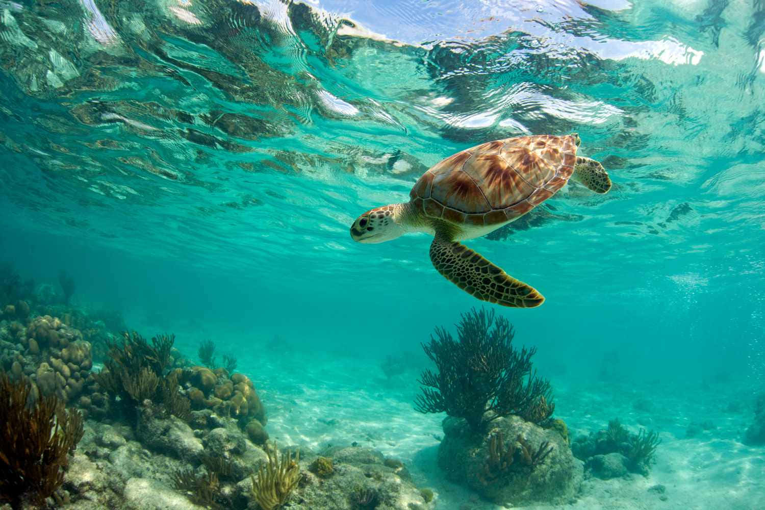 Kemps Ridley Sea Turtle Swimming Wallpaper