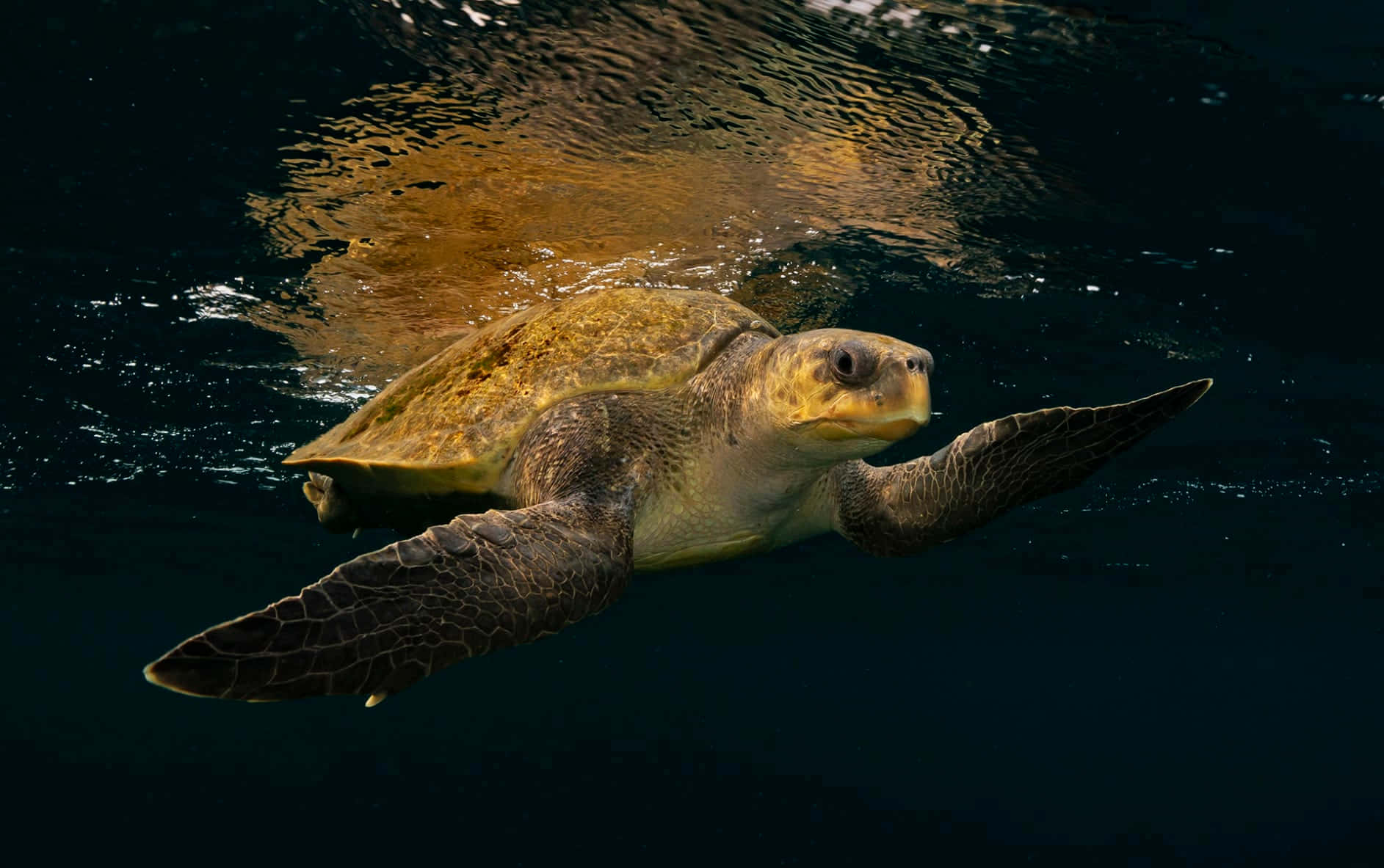 Kemps Ridley Sea Turtle Swimming Wallpaper