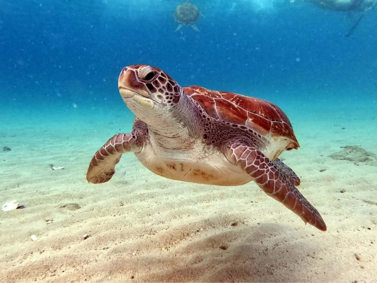 Kemps Ridley Sea Turtle Swimming Wallpaper