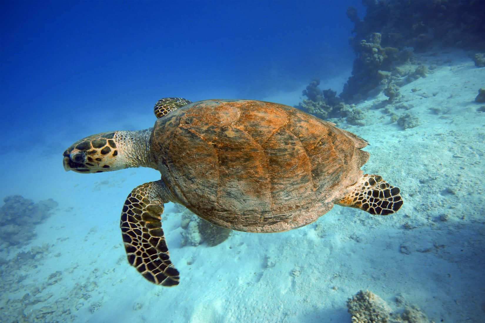 Kemps Ridley Sea Turtle Swimming Wallpaper