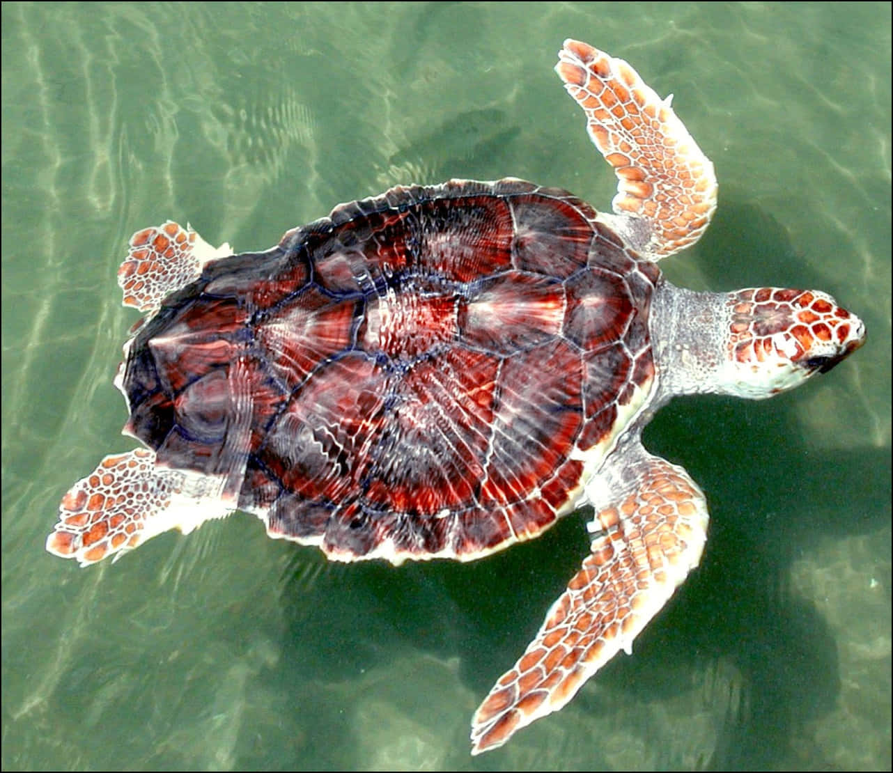 Kemps Ridley Sea Turtle Swimming Wallpaper