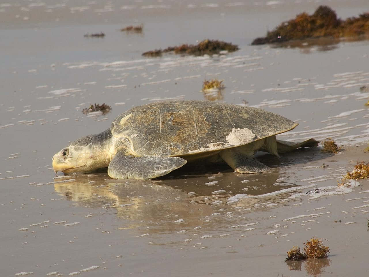 Kemps Ridley Sea Turtleon Beach Wallpaper