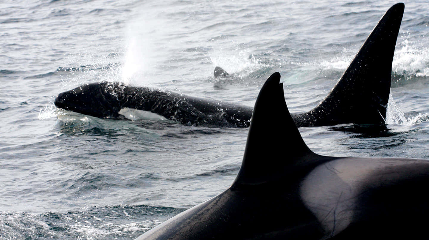 Killer Whale Leaping Out Of Ocean Wallpaper