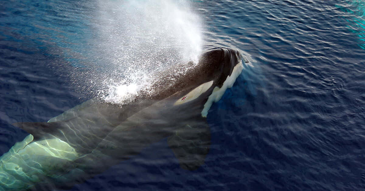 Killer Whale Surfacing With Blow Wallpaper