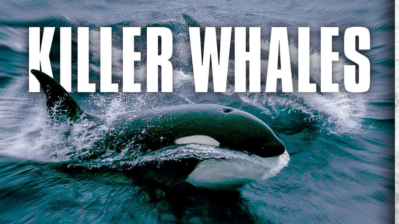 Killer Whale Surfacingwith Text Wallpaper