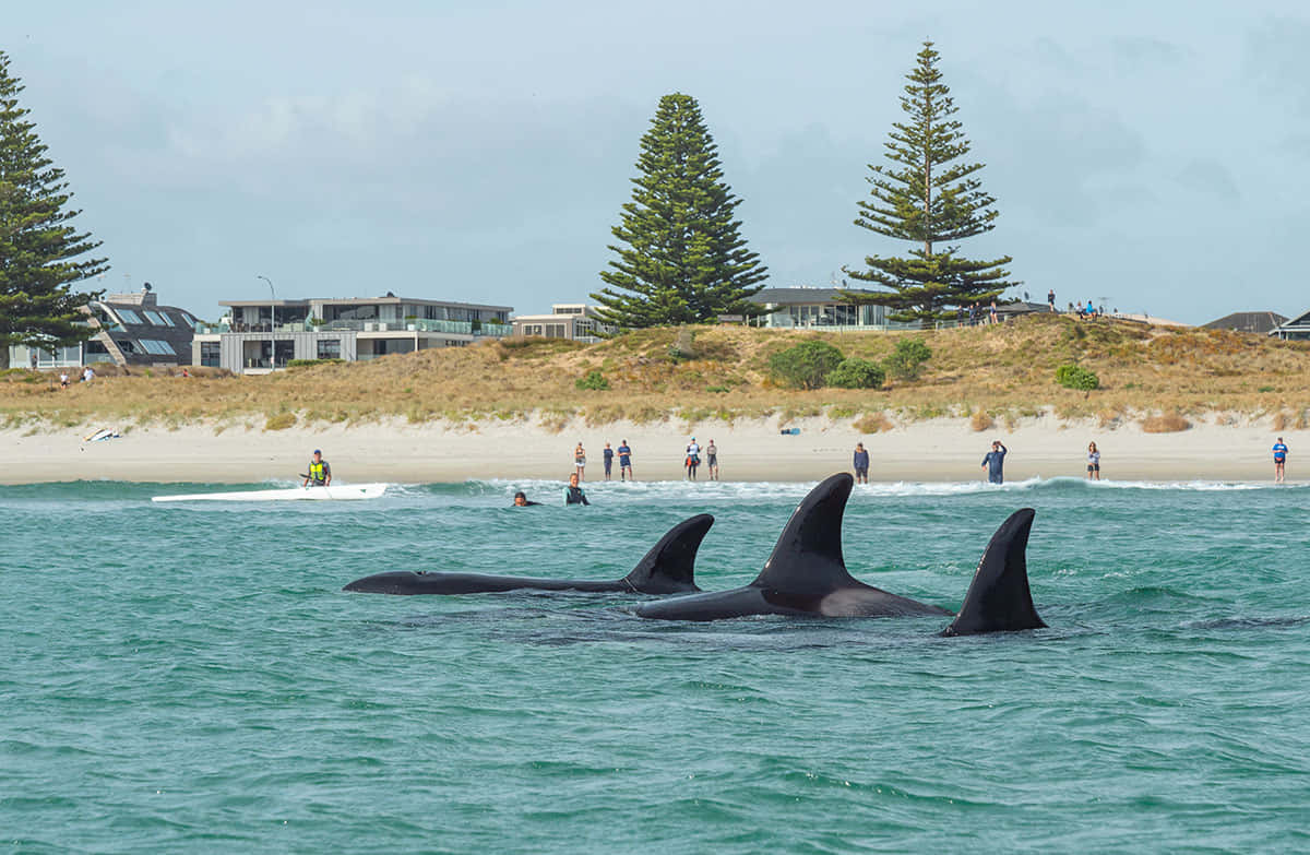 Killer Whales Near Beach Wallpaper