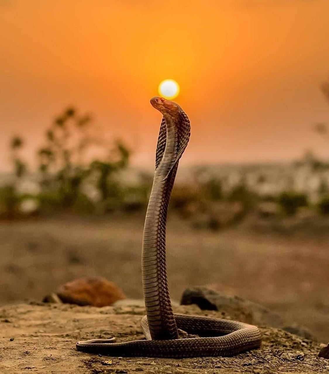 King Cobra Sunset Wallpaper