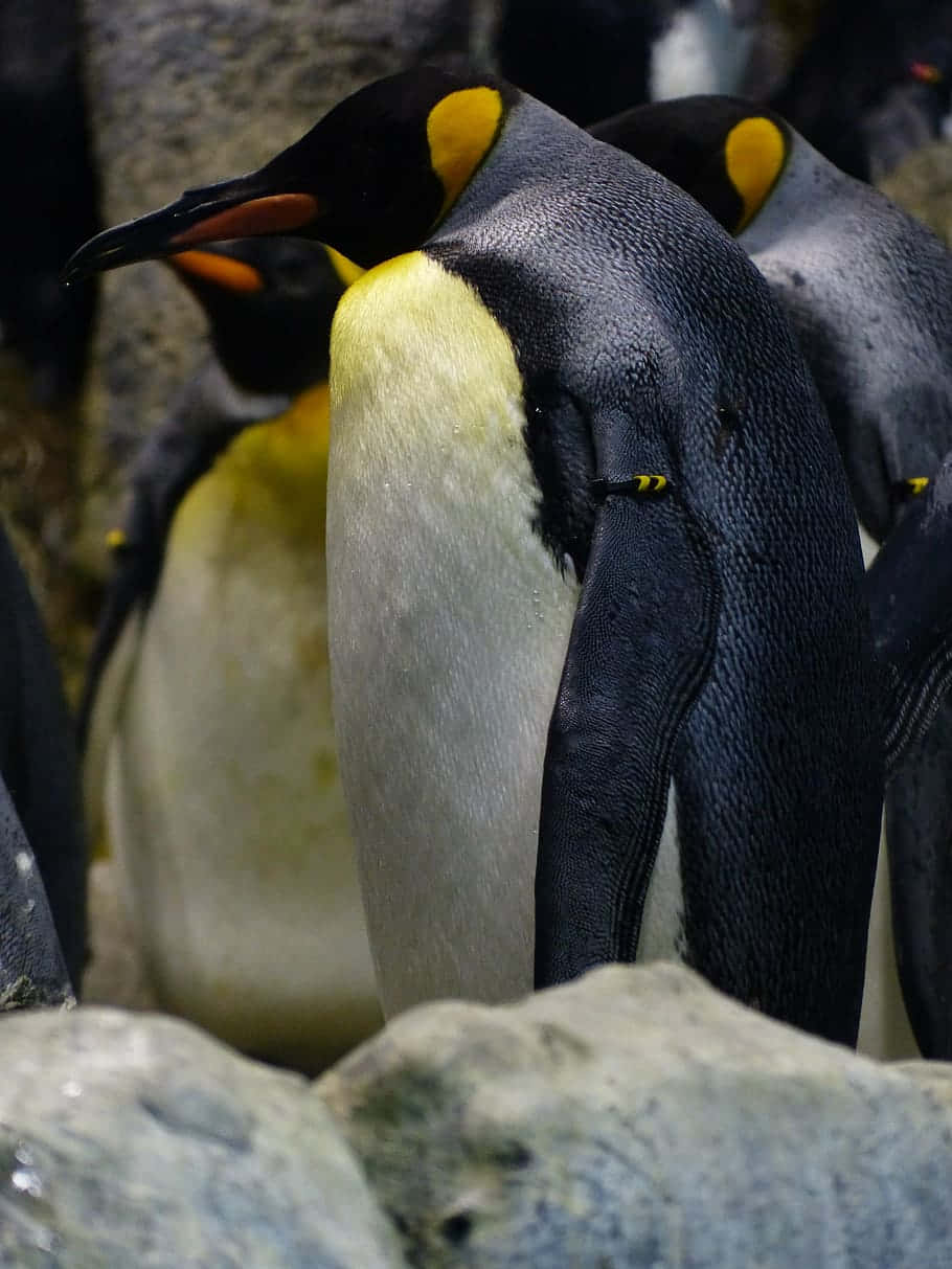 King Penguin Amidst Colony.jpg Wallpaper