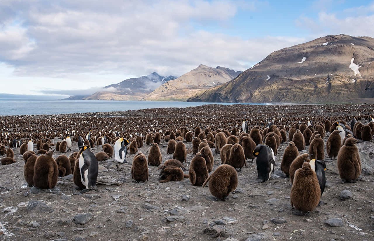 King Penguin Colony Mountain Backdrop Wallpaper