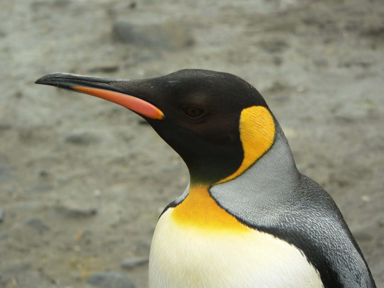 King Penguin Portrait Wallpaper