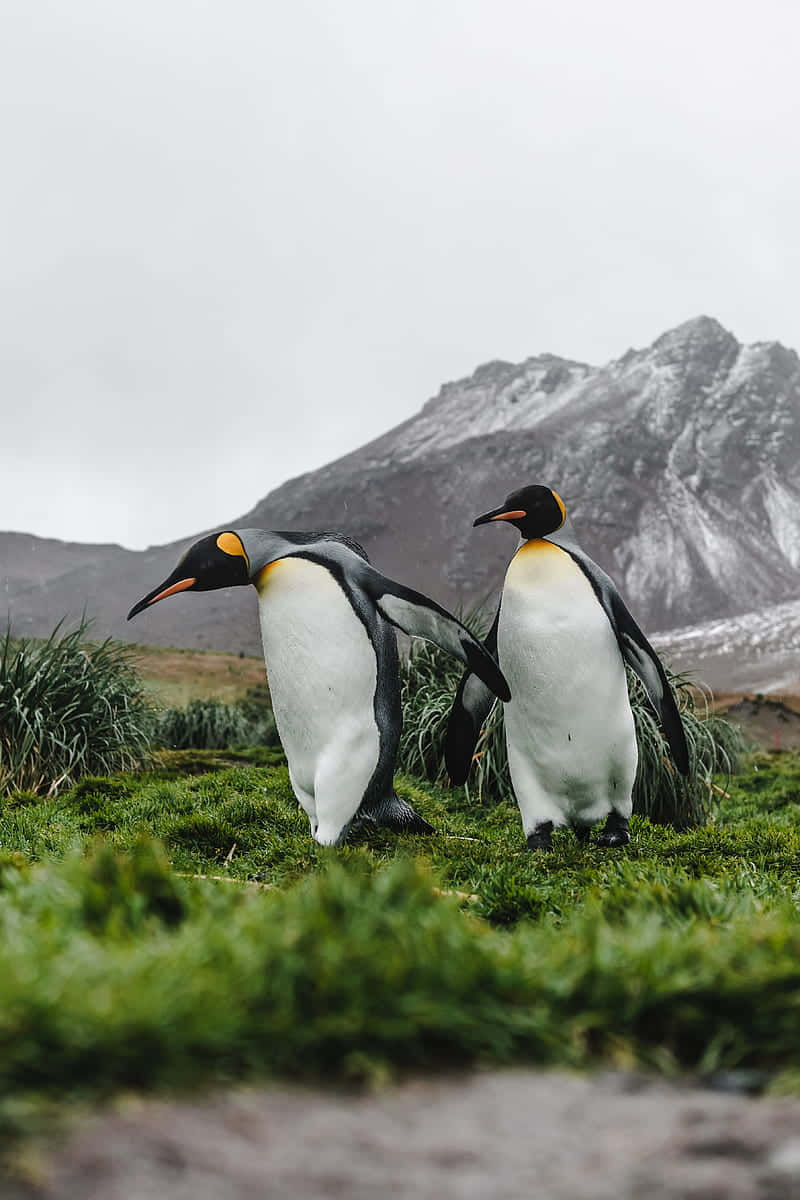 King Penguins Mountain Backdrop Wallpaper