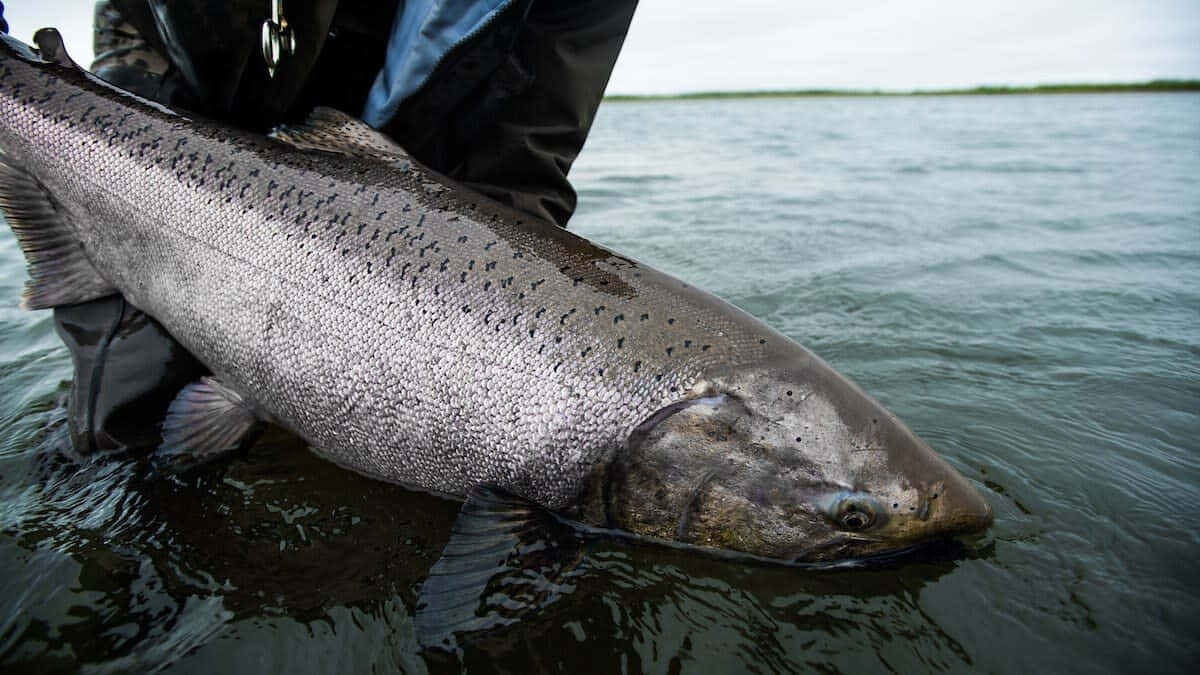 King Salmon Caughtin River Wallpaper