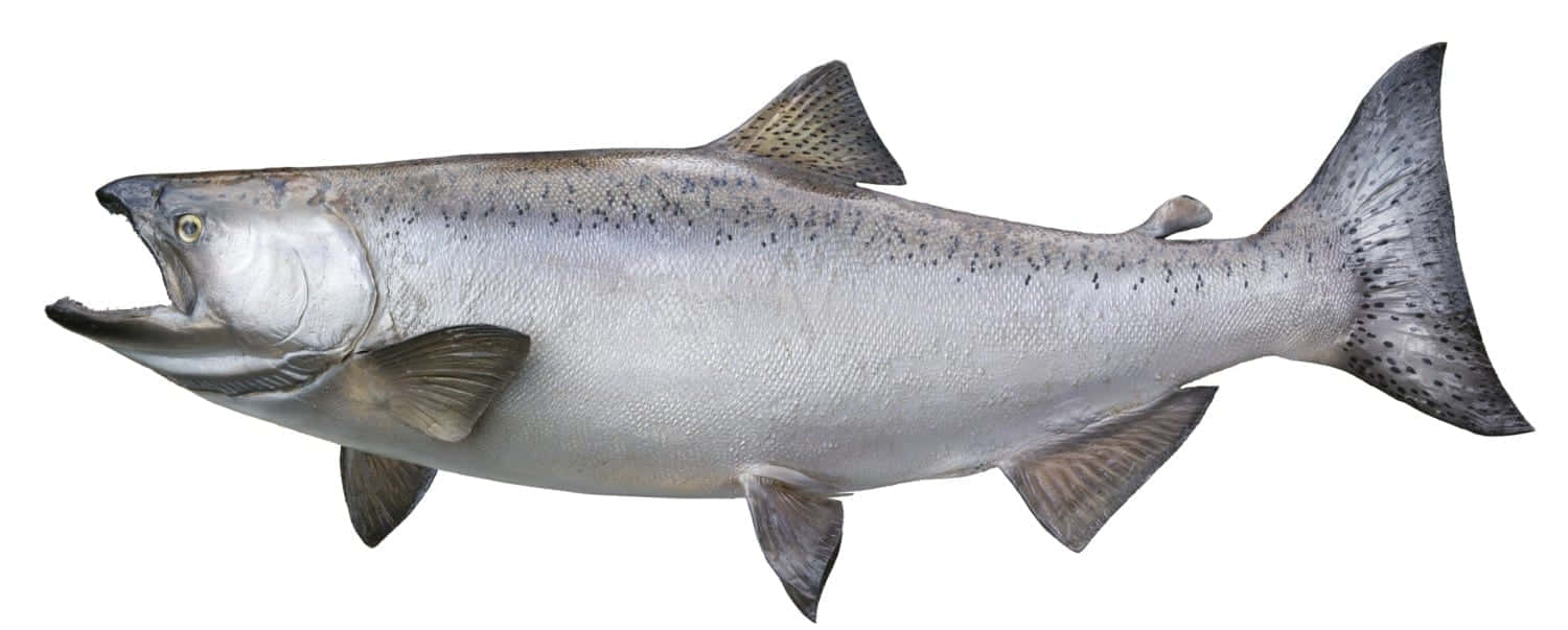 King Salmon Side View Wallpaper